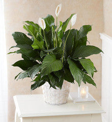 Peace Lily Plant for Sympathy Medium