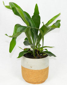 Staghorn Fern