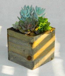 Nomadic Succulent Garden