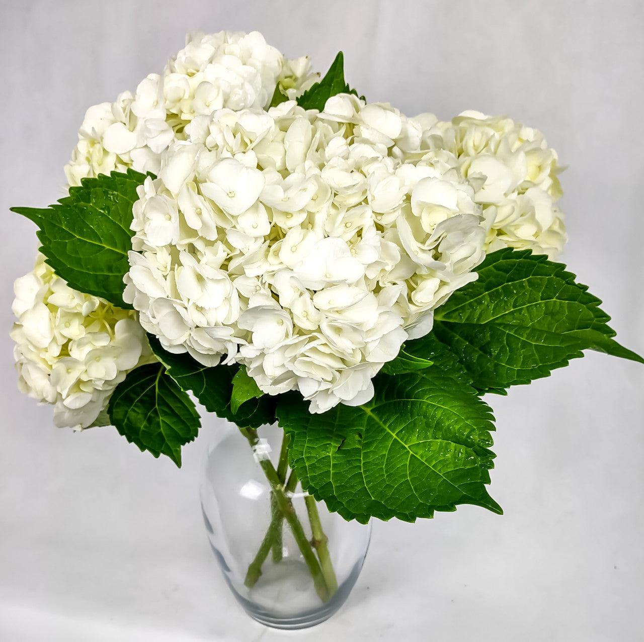 Simply Hydrangeas